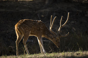 deer